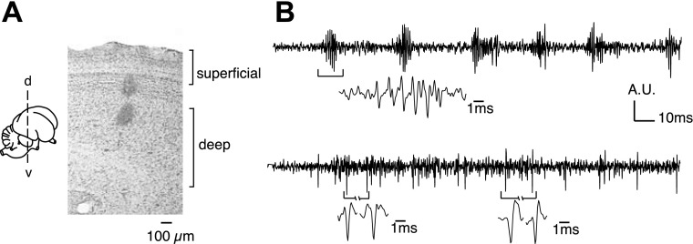 Fig. 1.