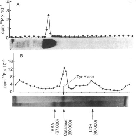 graphic file with name pnas00664-0133-a.jpg