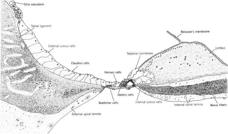 graphic file with name pnas00129-0132-a.jpg