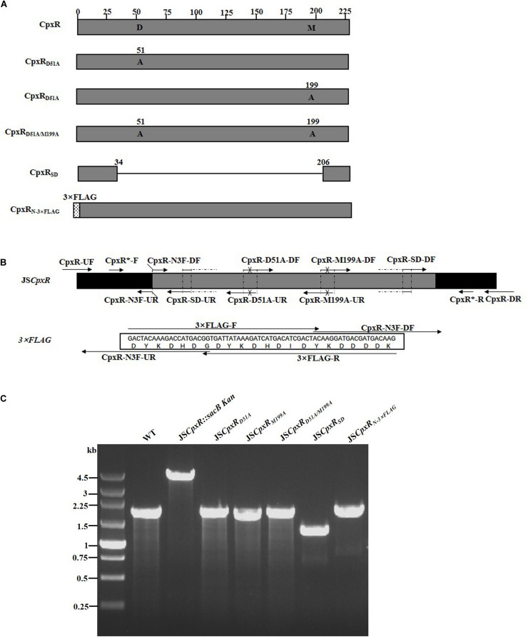 FIGURE 3