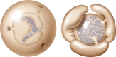Fig 7