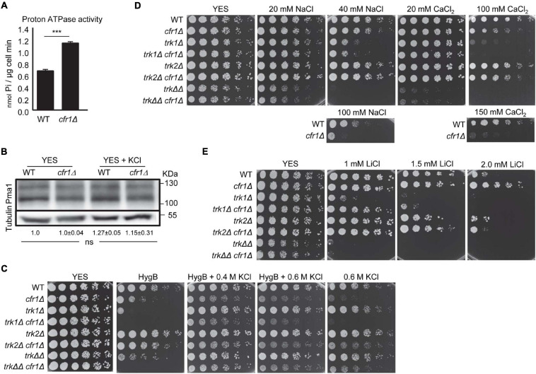 FIGURE 3