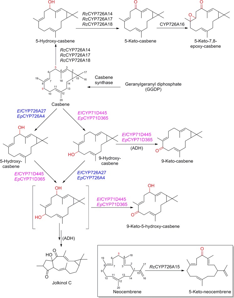 Fig. 7