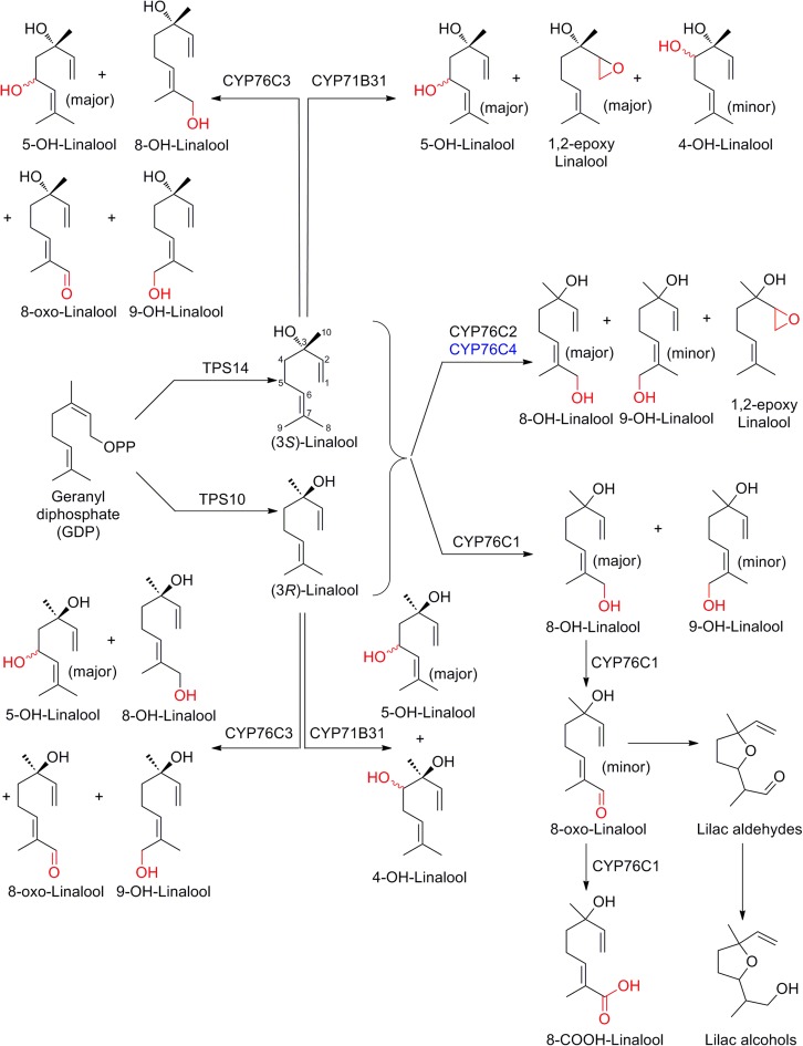 Fig. 2