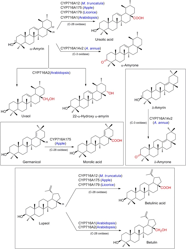 Fig. 12