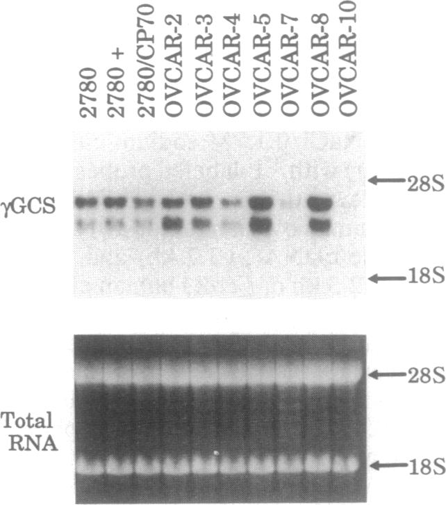 graphic file with name pnas01081-0573-c.jpg