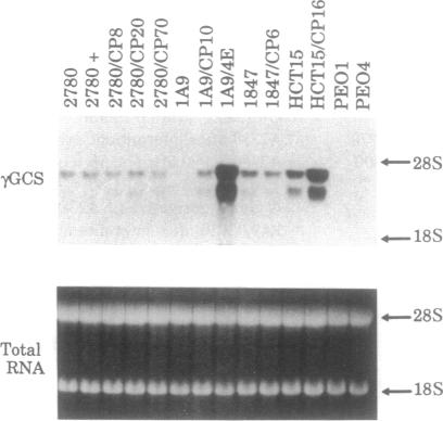 graphic file with name pnas01081-0573-a.jpg