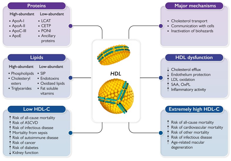 Graphical Abstract