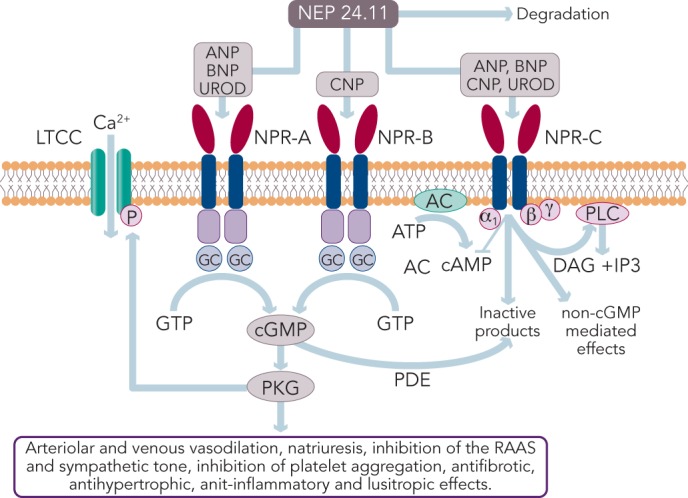 Figure 2: