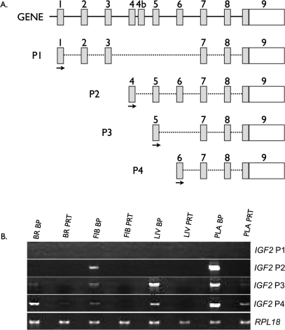 FIG. 8.