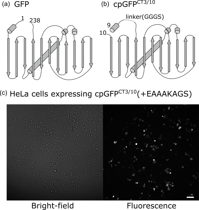 Fig. 1