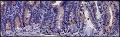 Fig. 6.