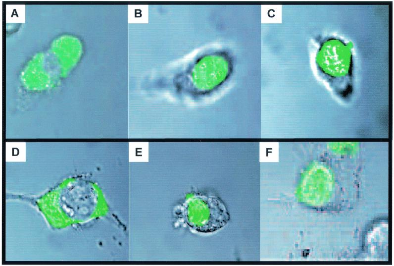 FIG. 4.