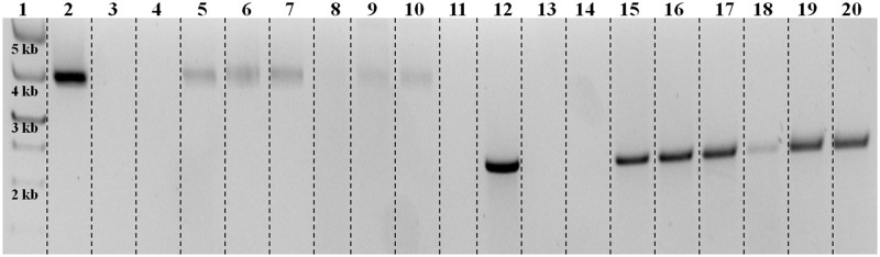 Fig 5