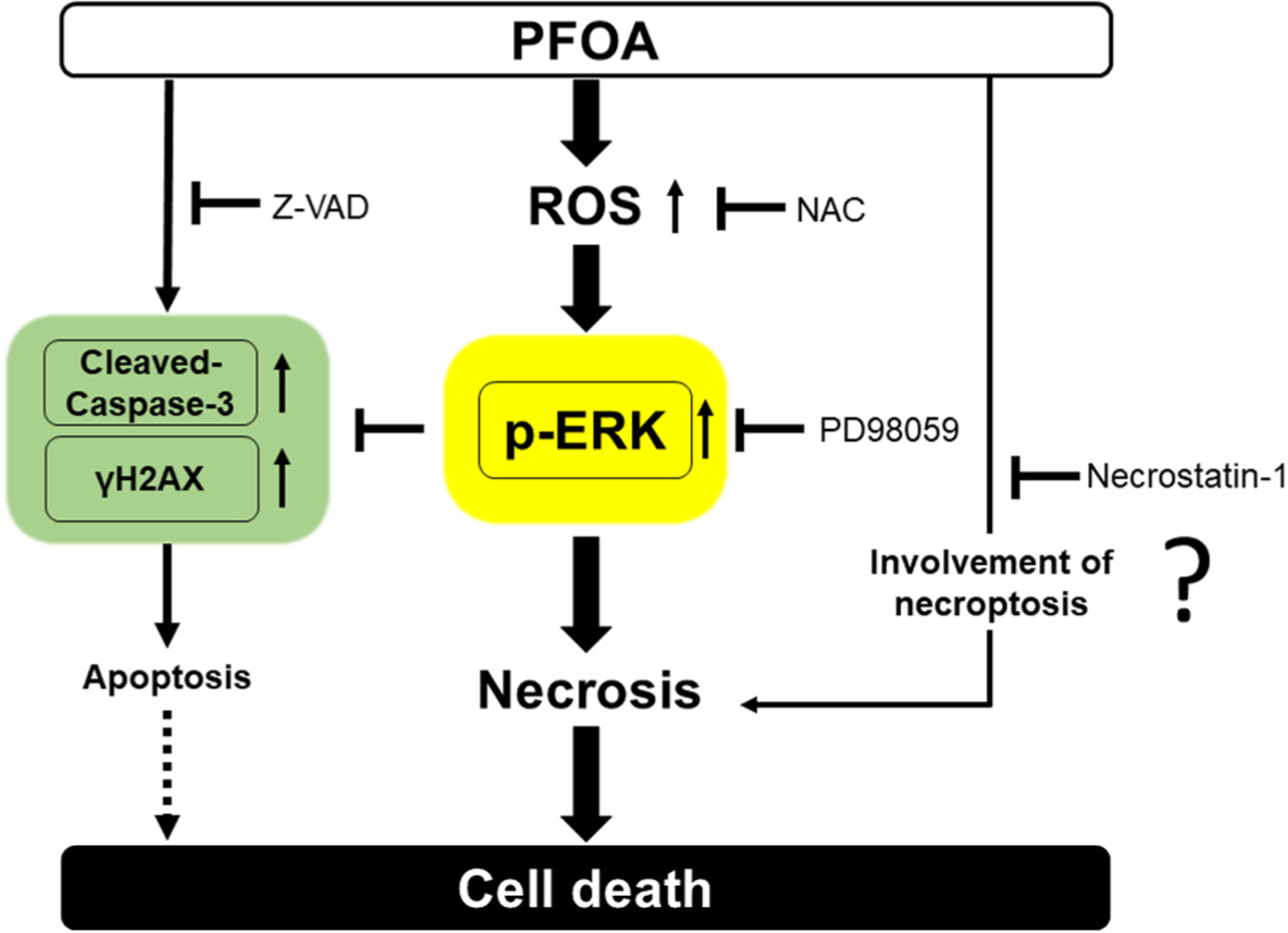 Perfluorooctanoic acid-induced cell death via the dual roles of ROS ...