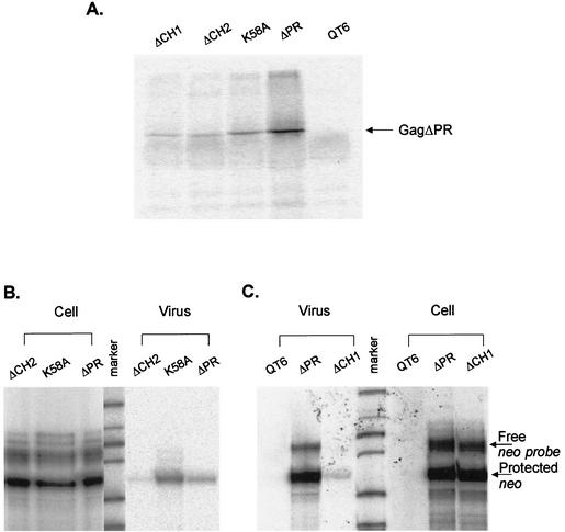 FIG. 2.