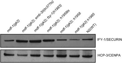 Figure 4.—