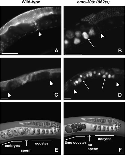 Figure 5.—