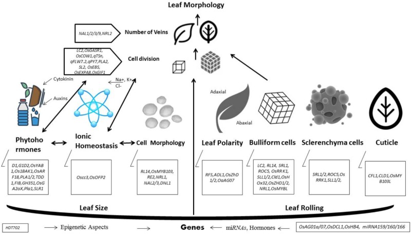 FIGURE 1