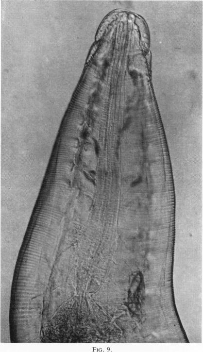 Fig. 9