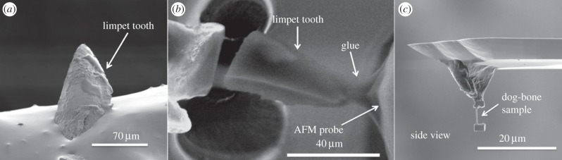 Figure 3.