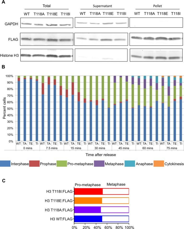 Figure 3—figure supplement 5.