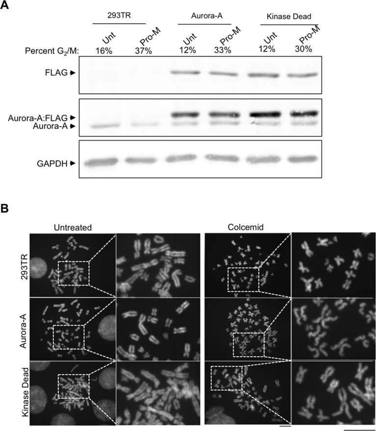 Figure 4—figure supplement 2.