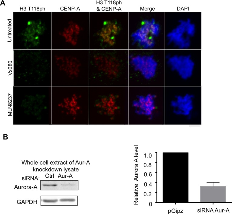 Figure 3—figure supplement 2.