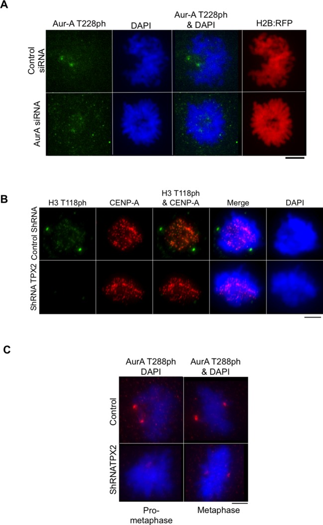 Figure 3—figure supplement 3.