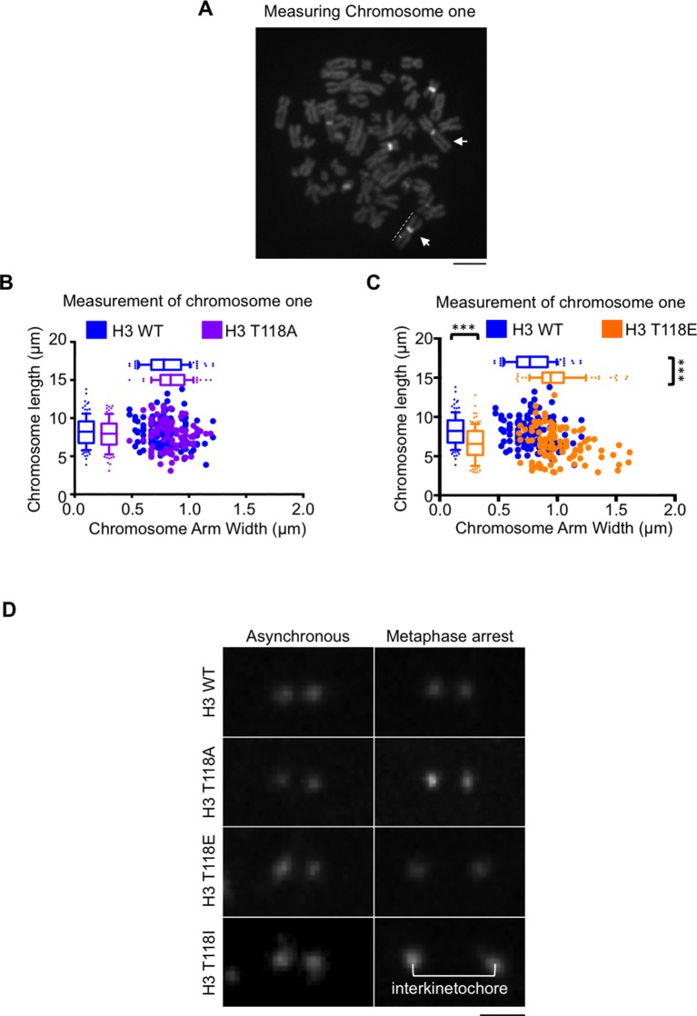 Figure 5—figure supplement 1.