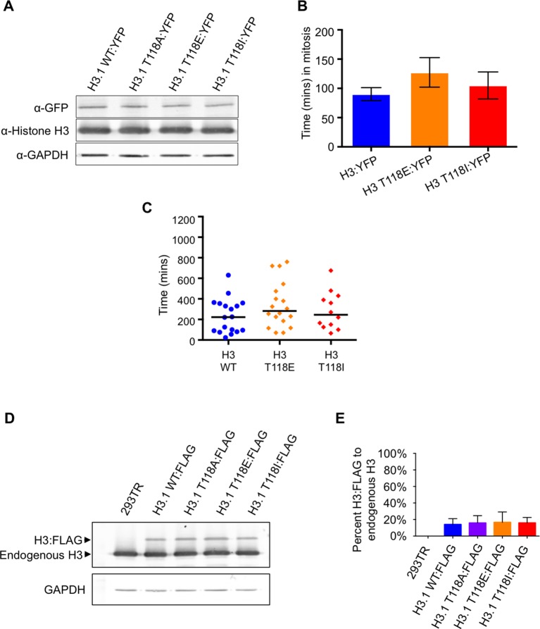 Figure 3—figure supplement 4.