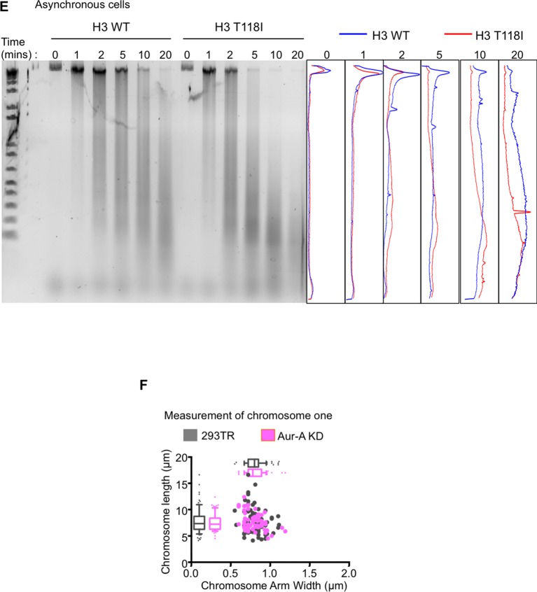 Figure 5—figure supplement 2.