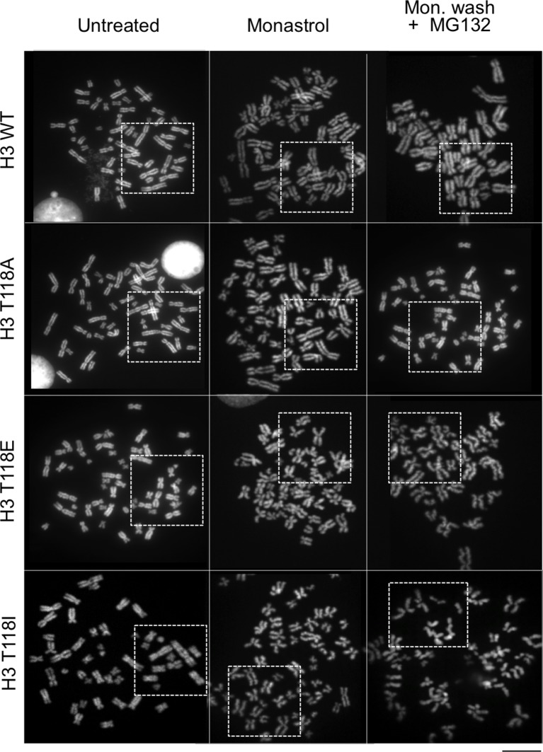 Figure 4—figure supplement 1.