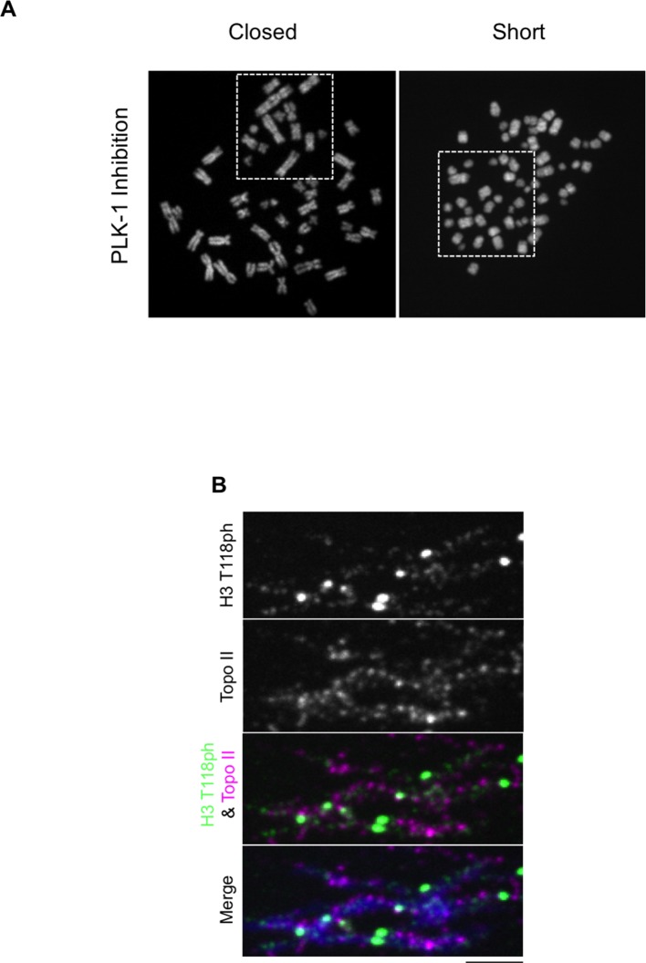 Figure 7—figure supplement 1.