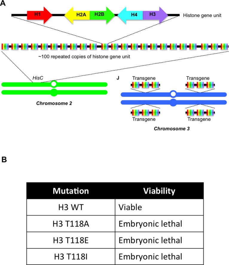 Figure 3—figure supplement 6.