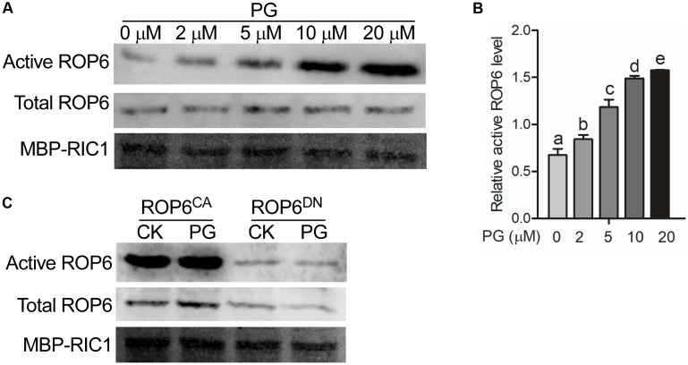 FIGURE 2