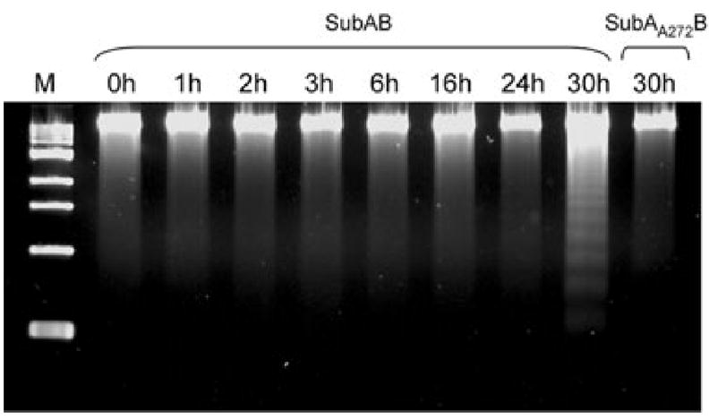 Fig. 9