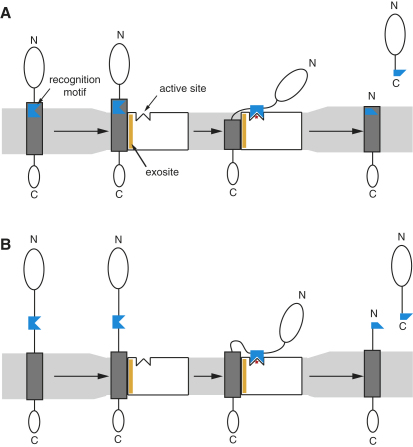 Figure 7