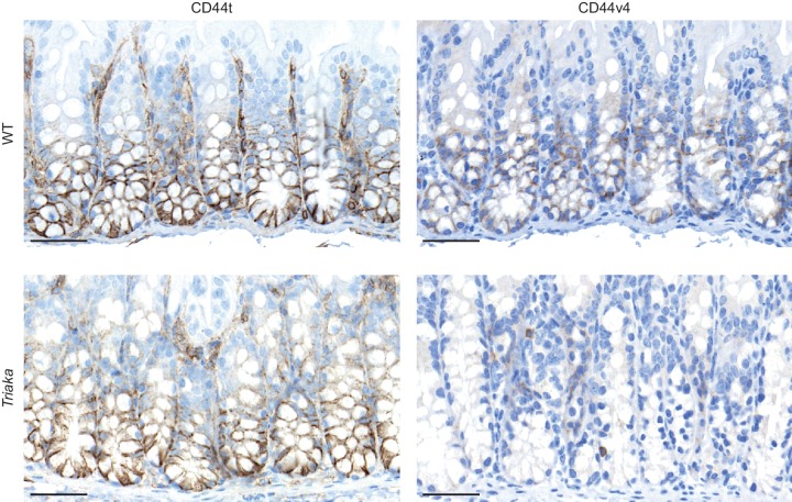 Figure 2—figure supplement 1.