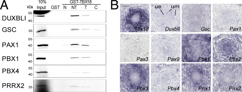 Fig 5