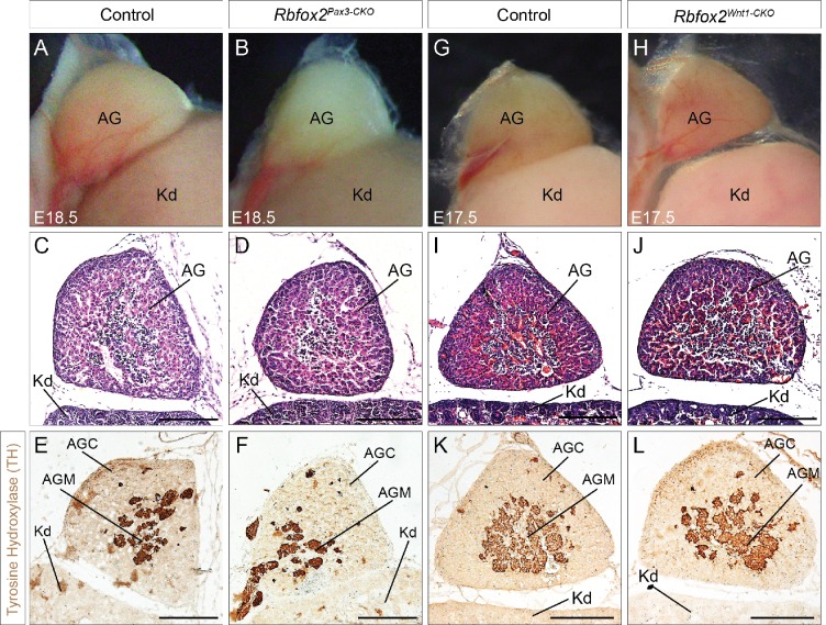 Figure 4—figure supplement 5.