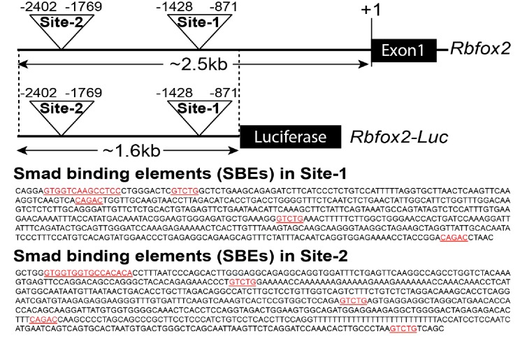 Figure 7—figure supplement 2.