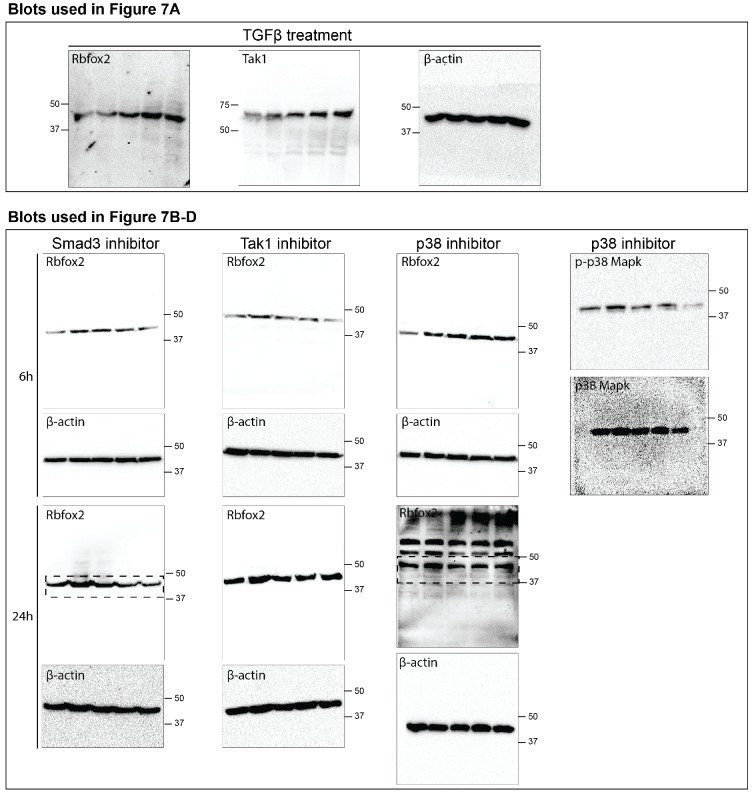 Figure 7—figure supplement 1.