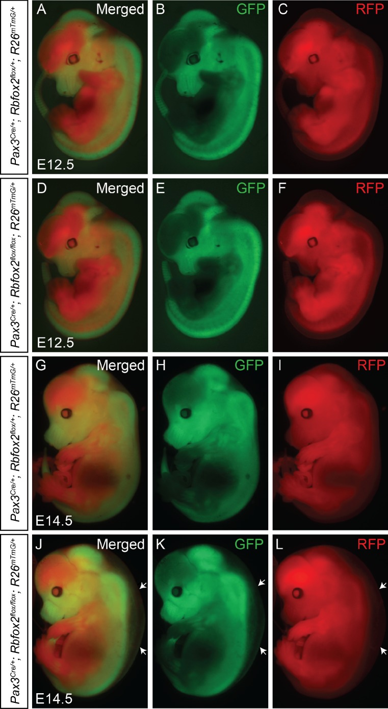 Figure 3—figure supplement 1.