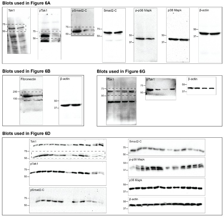 Figure 6—figure supplement 1.