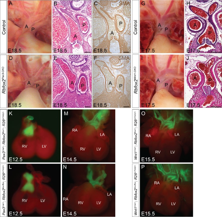 Figure 4—figure supplement 2.