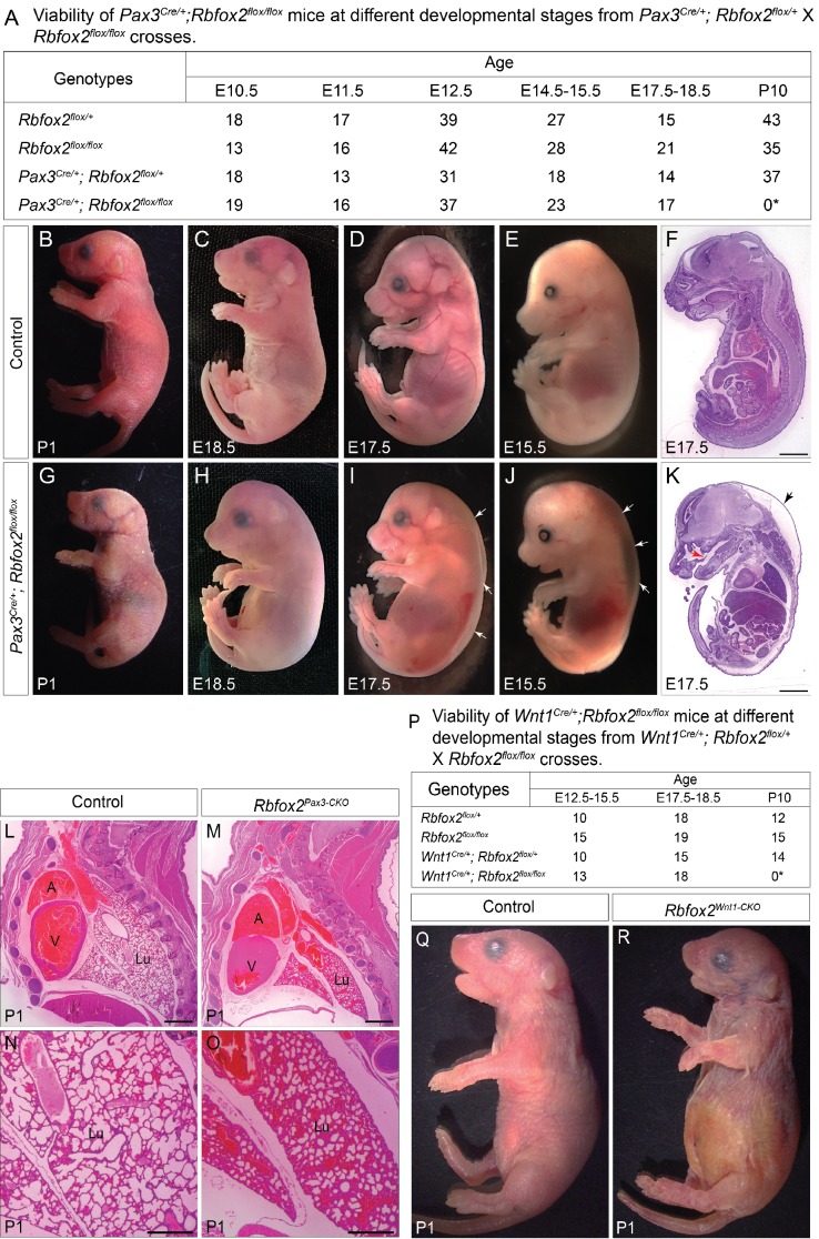 Figure 2—figure supplement 1.