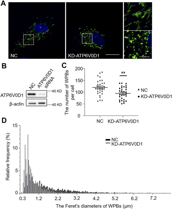 FIGURE 6