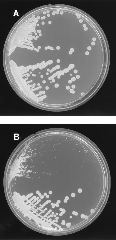 FIG. 1