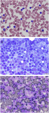 Fig. 1
